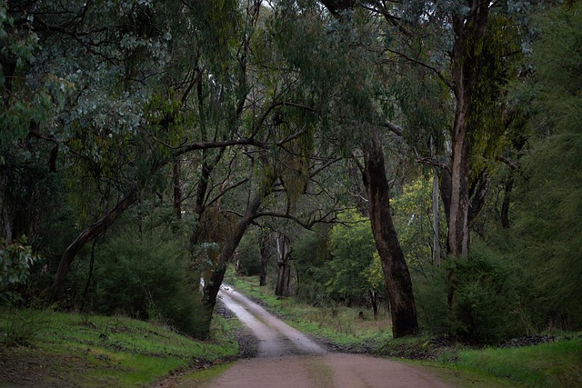 Földút Göd környékén